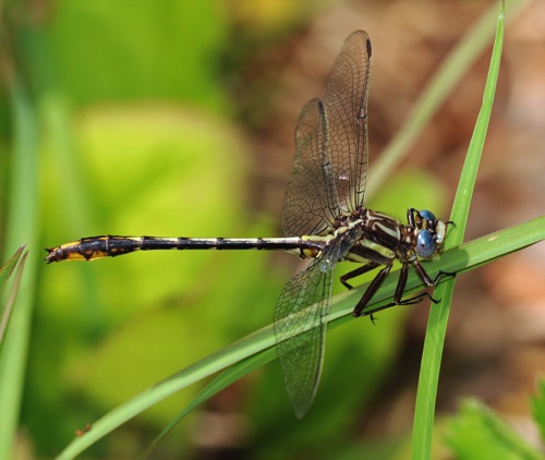 Male
2011_05_27_Rabun